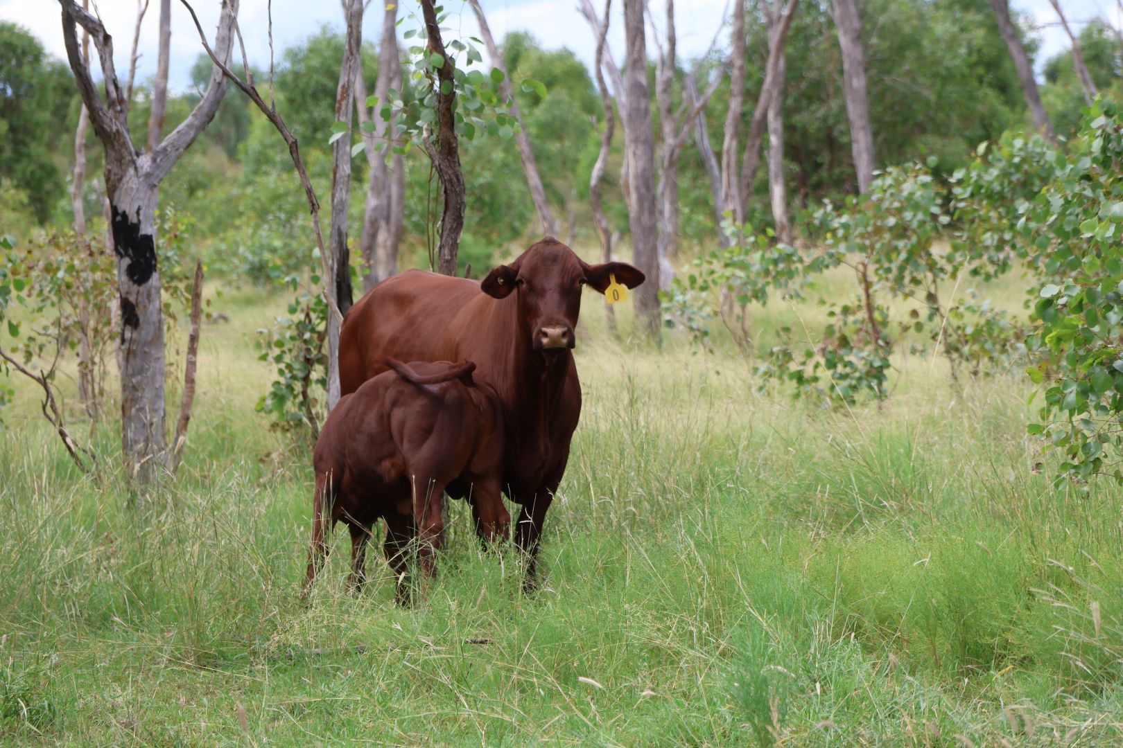 Lot 2 Wellwater Road, Clara Creek QLD 4468, Image 1