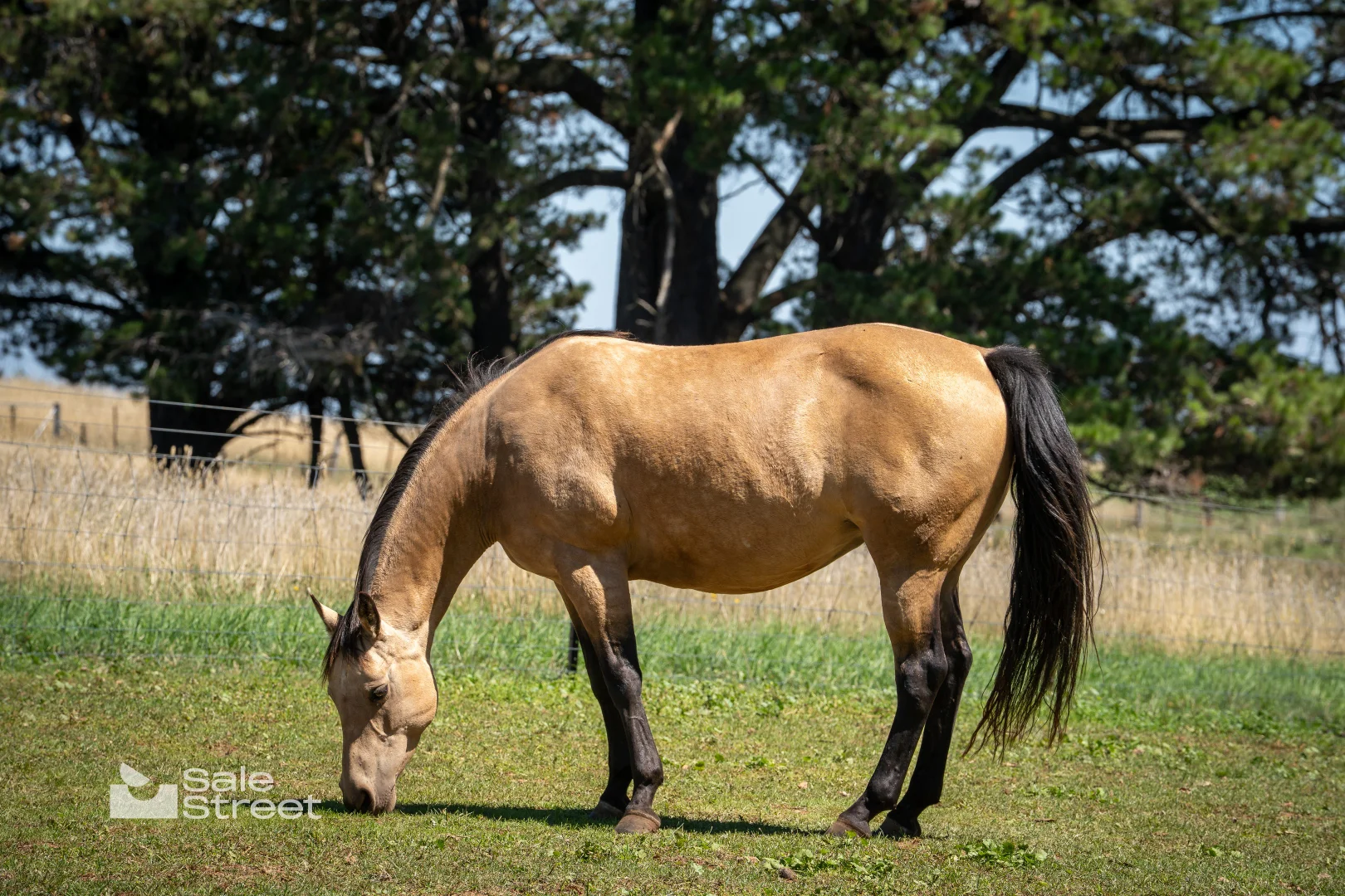 Additional image 37 of 167 Carbine Road, Forest Reefs NSW 2798