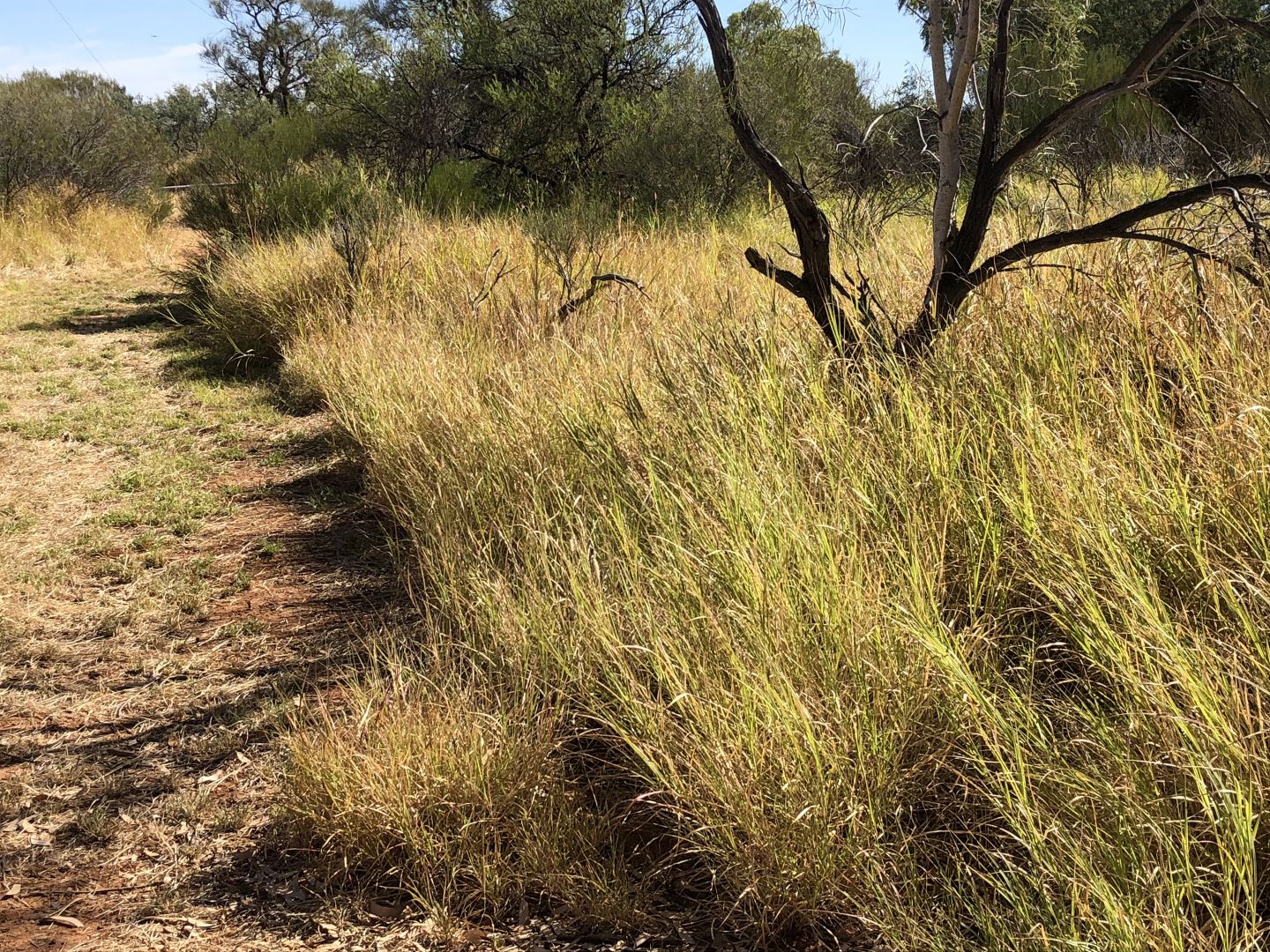 Tardie Homestead, Tardie-Yuin Road, Yalgoo WA 6635, Image 2