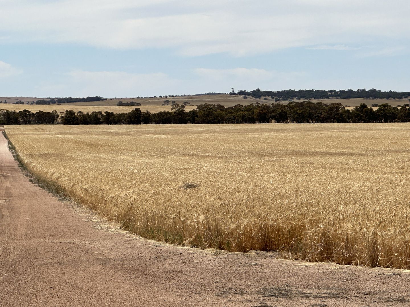 13181 Rabbit Proof Fence Road, Nyabing WA 6341, Image 1