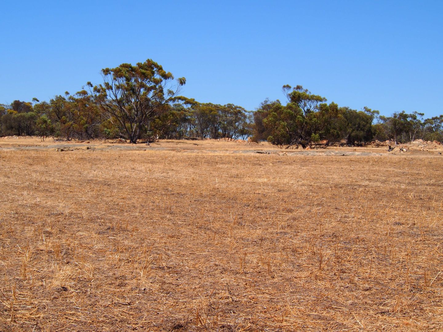 Muja Downs, Albany Highway, Beaufort River WA 6394, Image 1