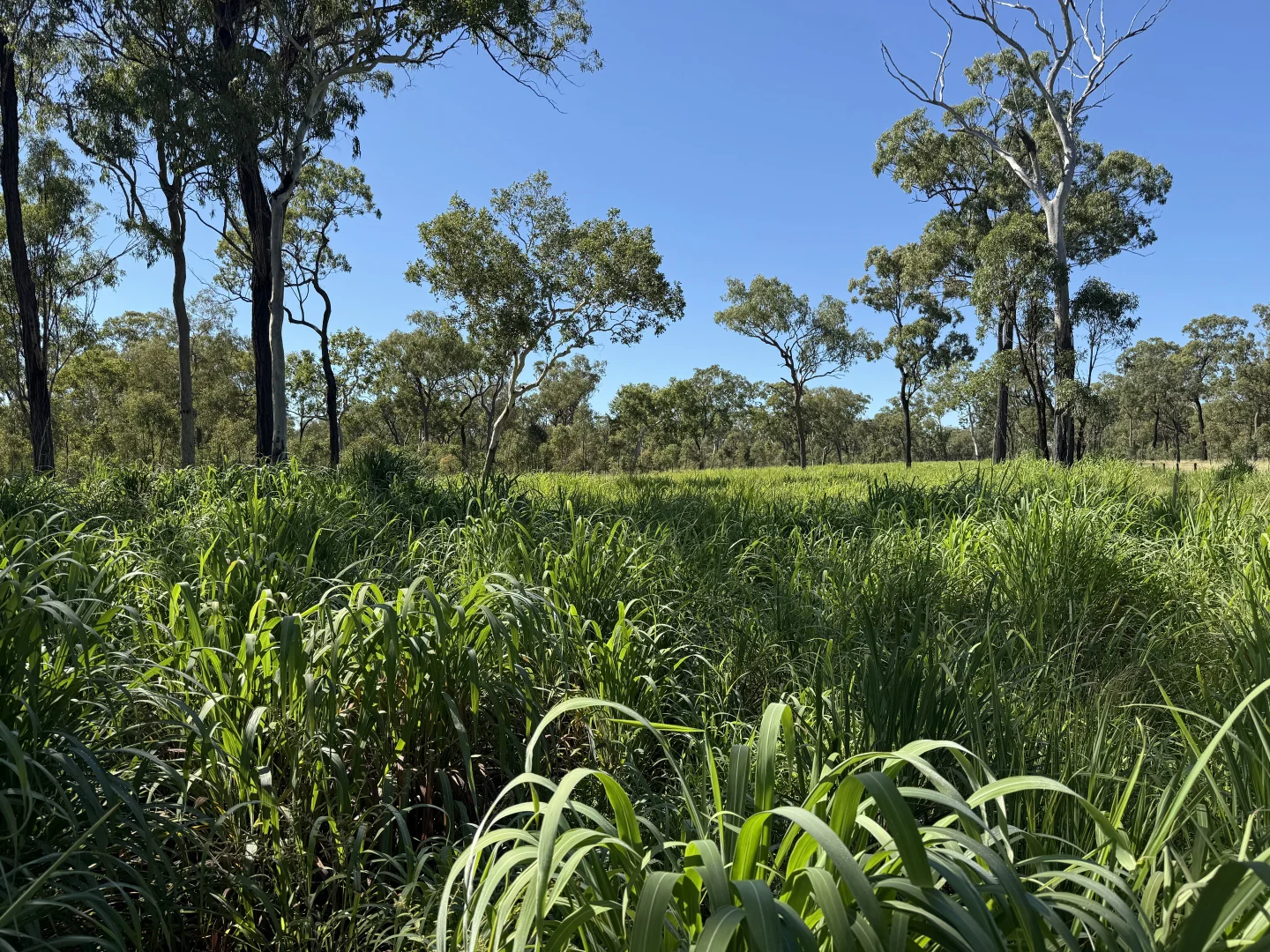 Image 15