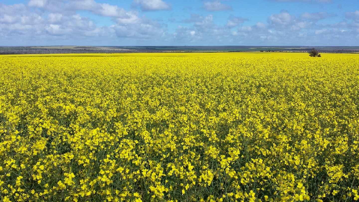 Cusmano's & Pearce's Farms, Hyden WA 6359, Image 2