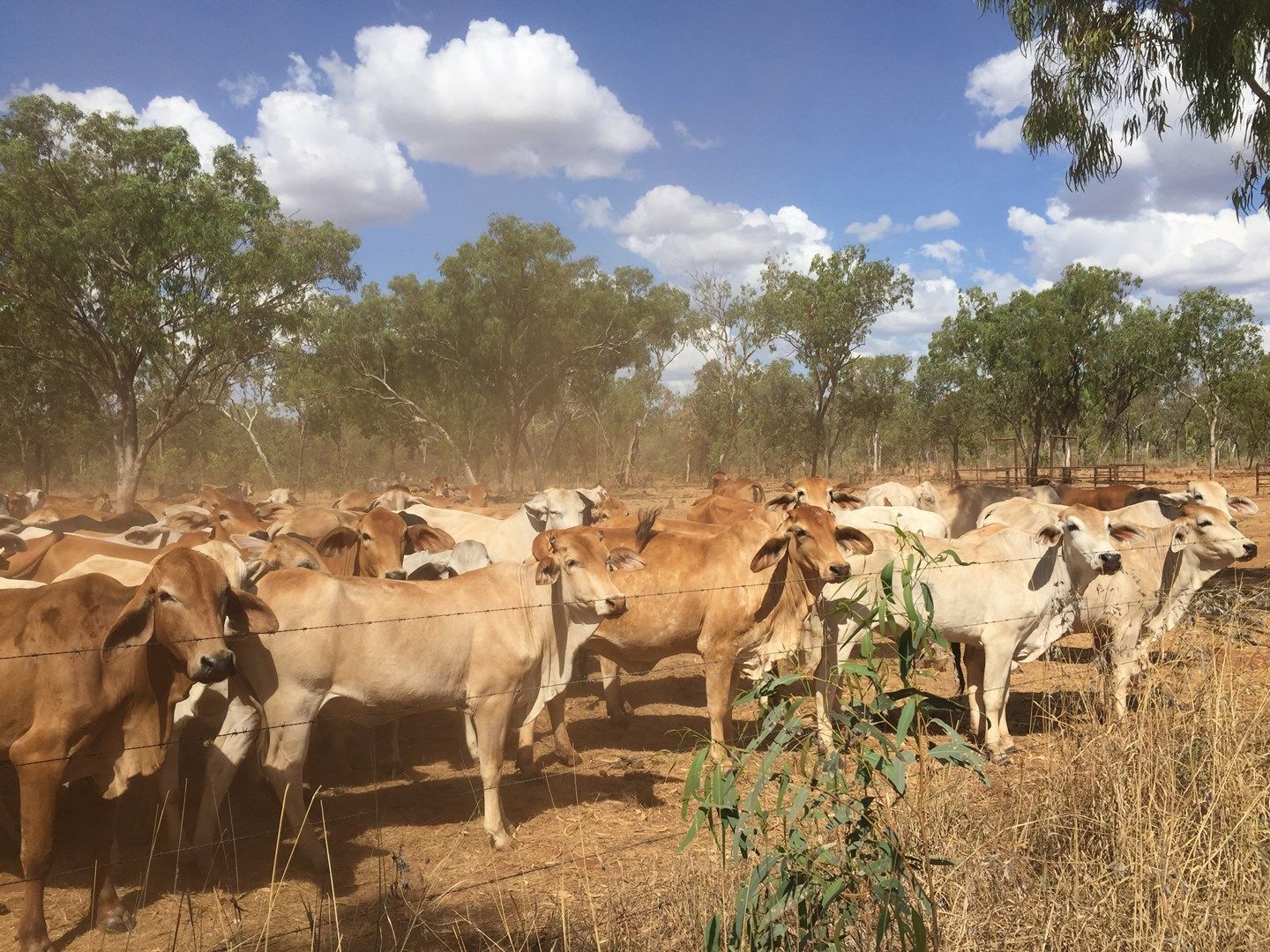 Katherine NT 0850, Image 0