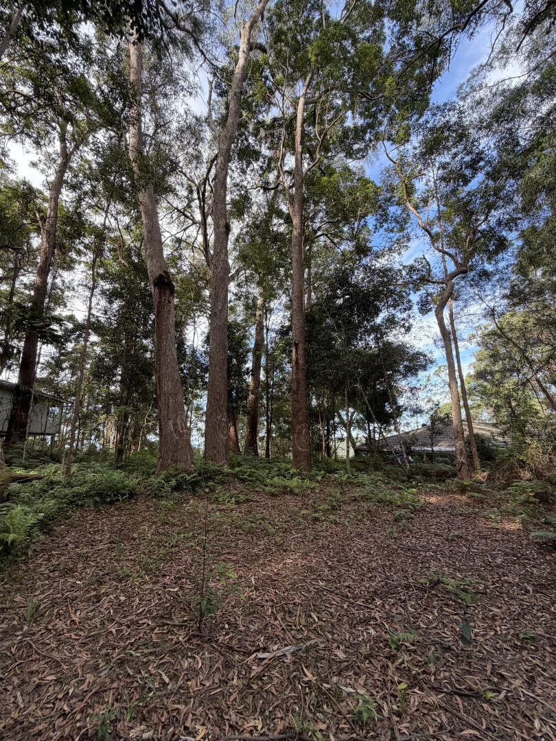 Additional image 10 of Springbrook QLD 4213