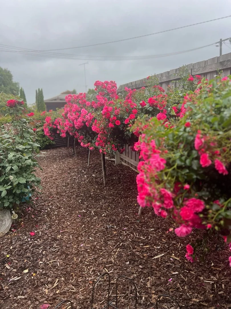 Additional image 30 of 8 Elm Court, Traralgon VIC 3844