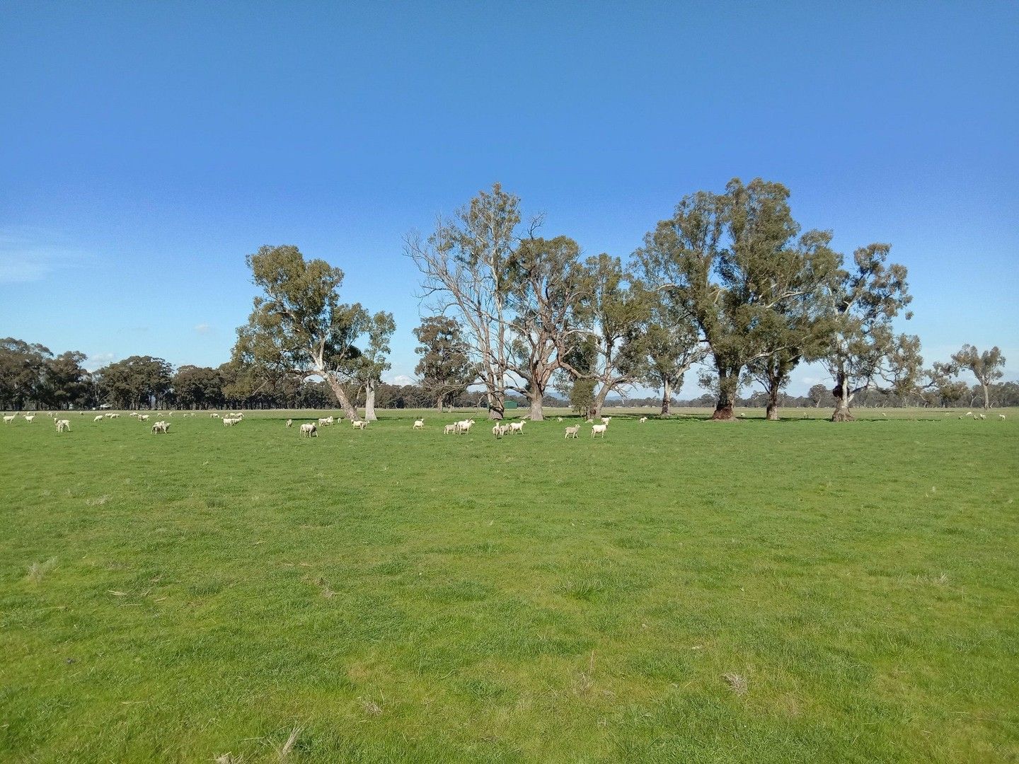 1129 EUROA-SHEPPARTON ROAD, Miepoll VIC 3666, Image 0