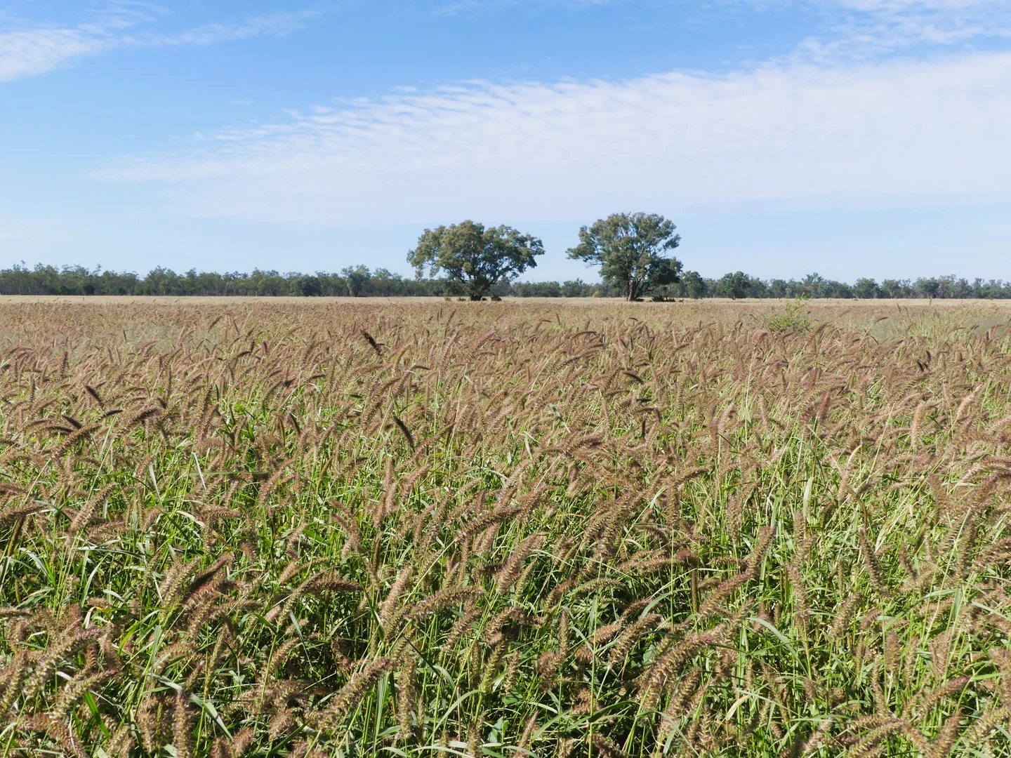 Image 13