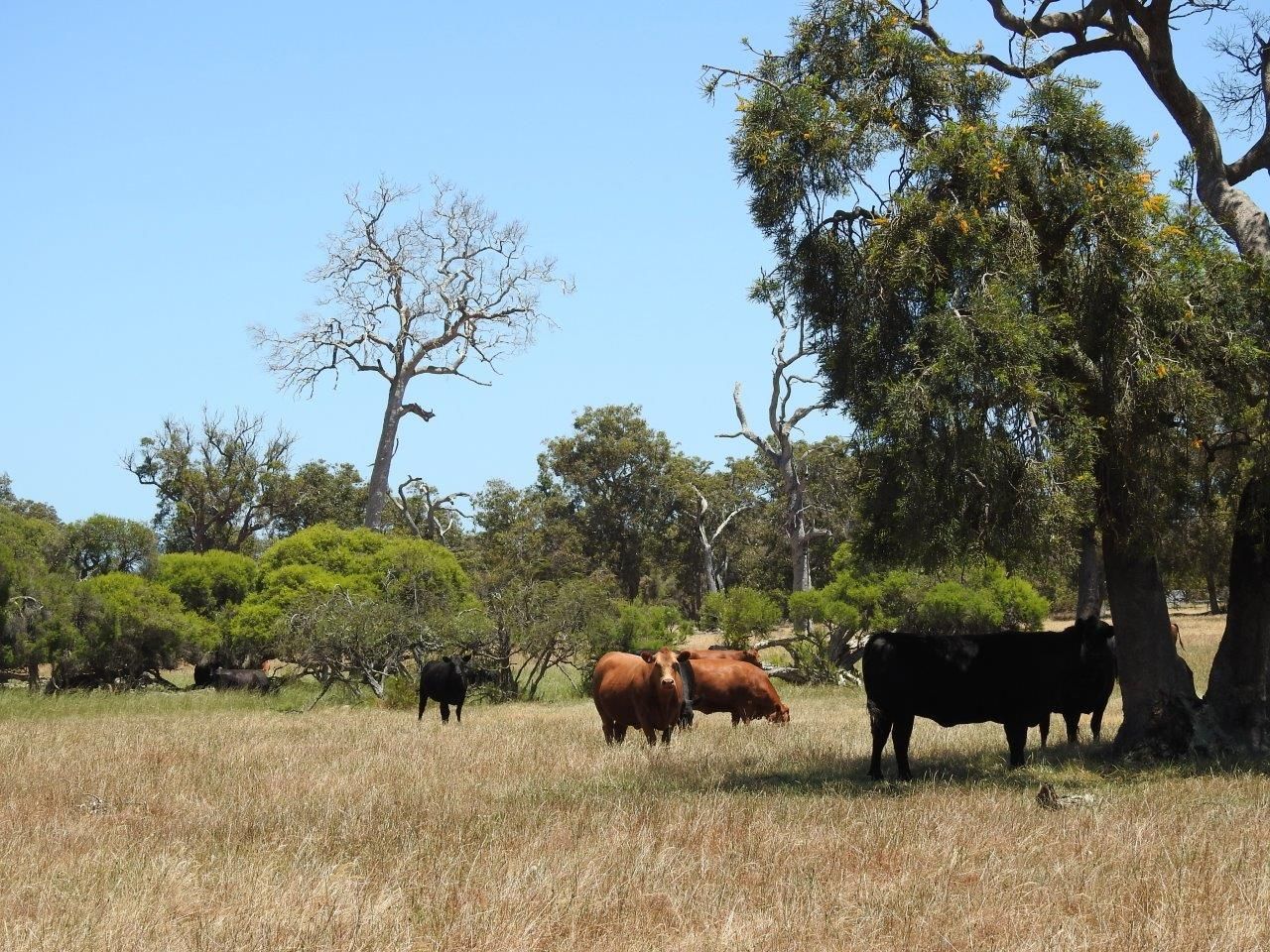 LOT 603 Thompson Road, West Pinjarra WA 6208, Image 1