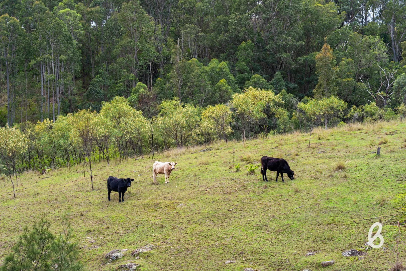 Image 58