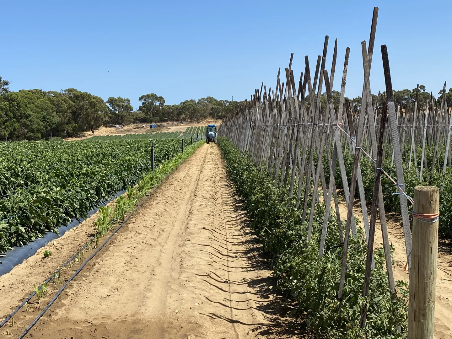 Additional image 21 of 440 Old Yanchep Road, Carabooda WA 6033