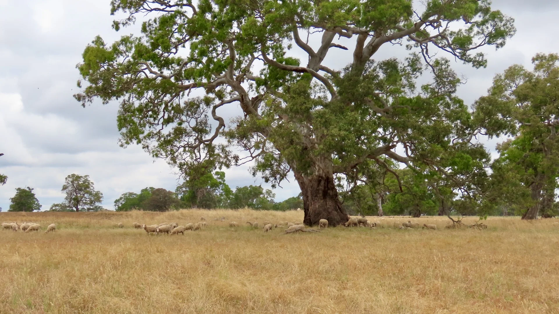 Additional image 16 of 596 Mostyn Lane, Balmoral VIC 3407