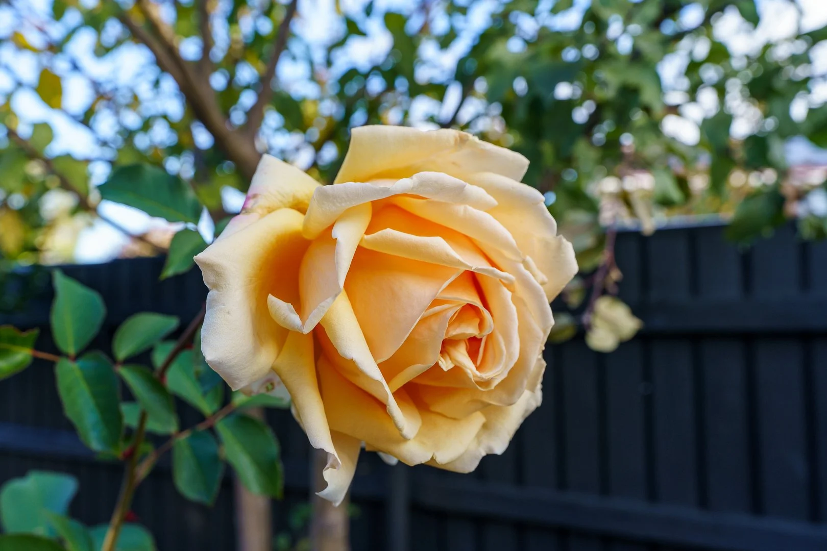 Image 30