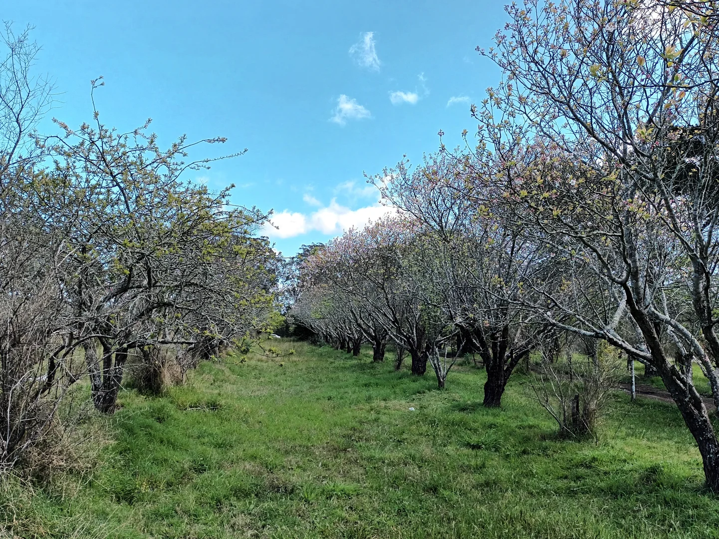 Additional image 8 of Gilead NSW 2560