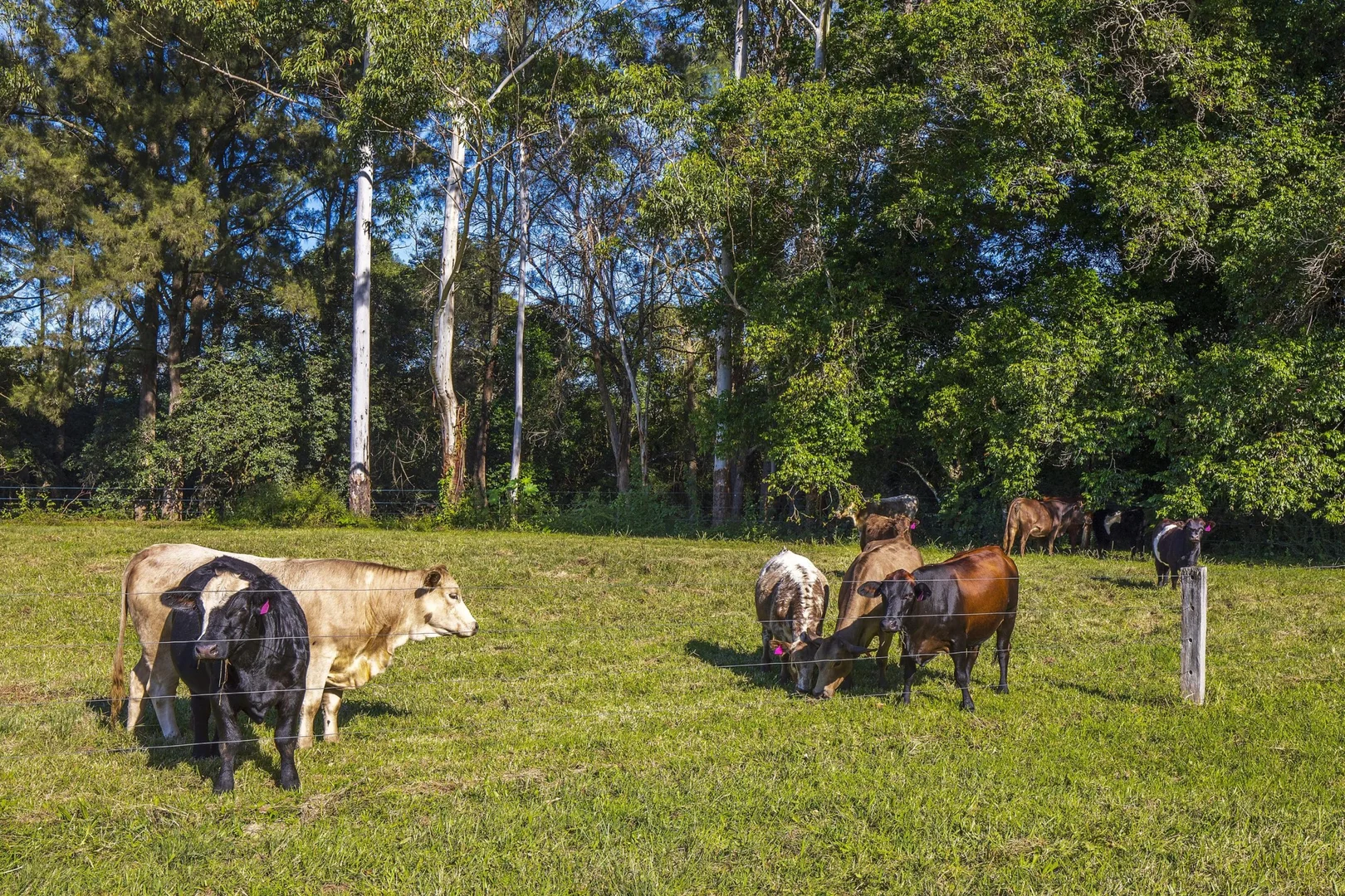 Additional image 27 of 84 Kings Creek Road, Krambach NSW 2429