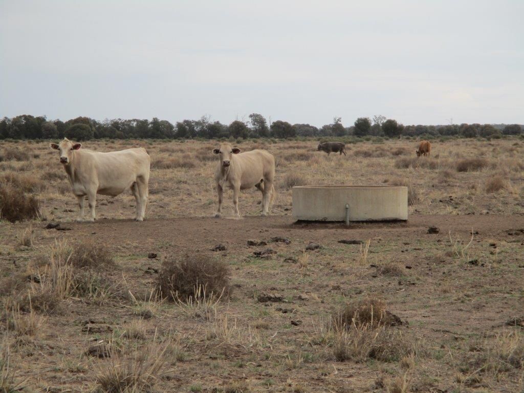 3966 ACRES BRIGALOW/BELAH SOILS, The Gums QLD 4406, Image 1