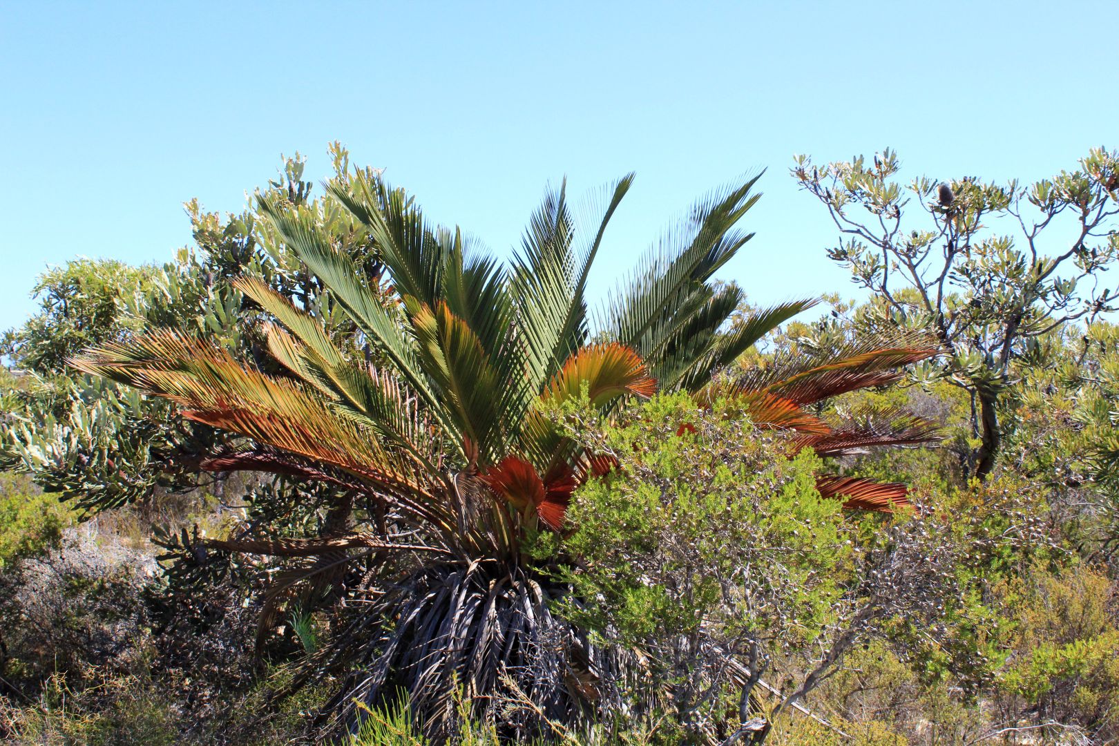 Lot 203 Belinda Loop, Jurien Bay WA 6516, Image 2