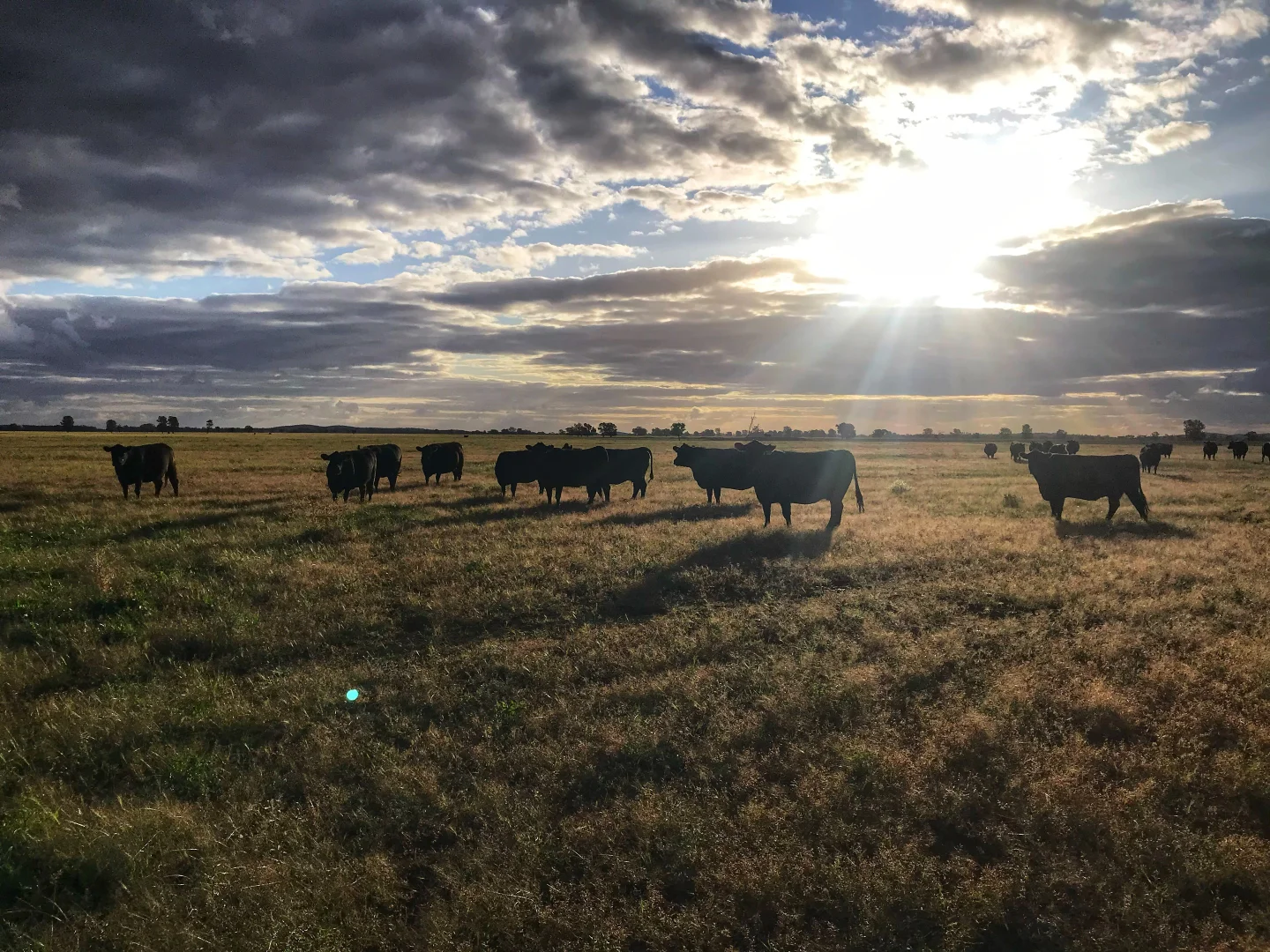 Additional image 17 of Rosewood Aggregation 7033 The Gipps Way, Condobolin NSW 2877
