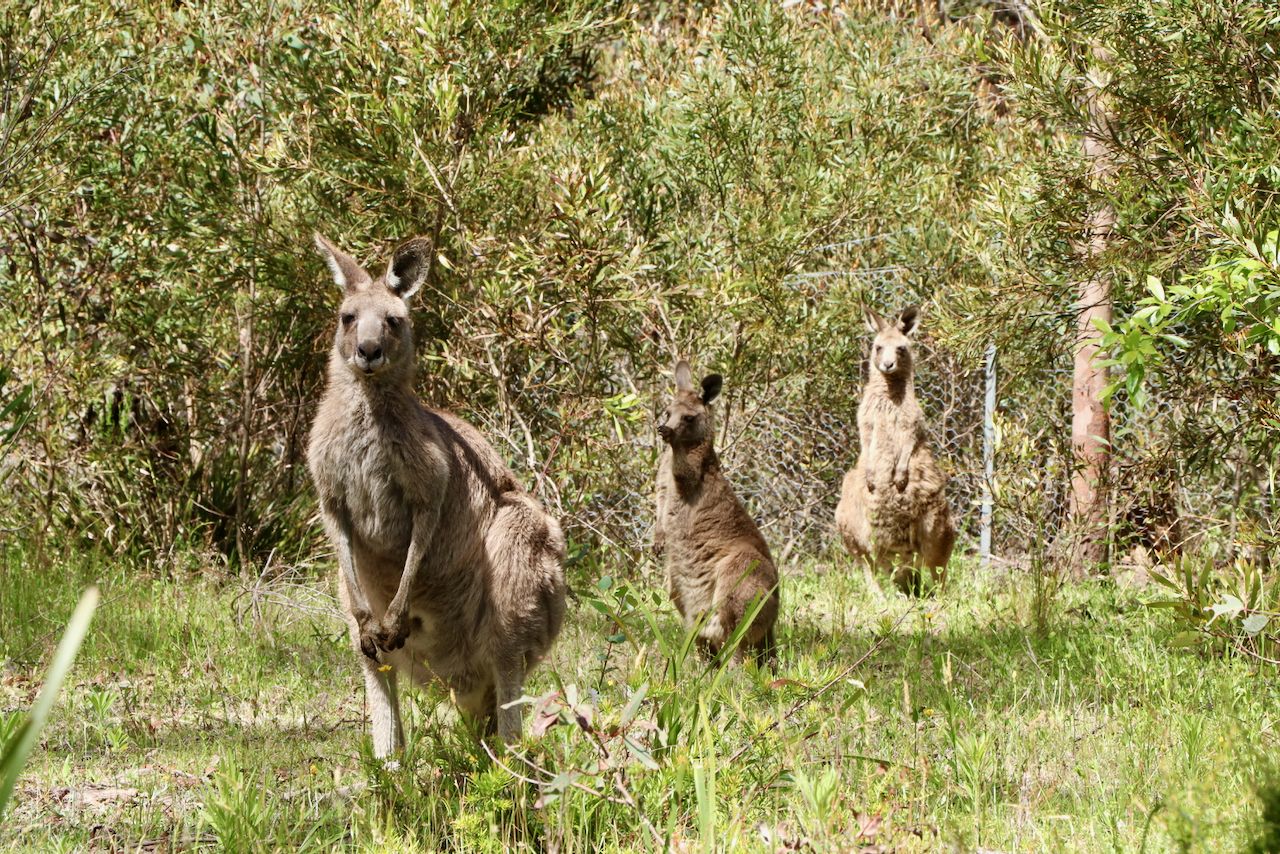 11 St Georges Parade, Mount Victoria NSW 2786, Image 0