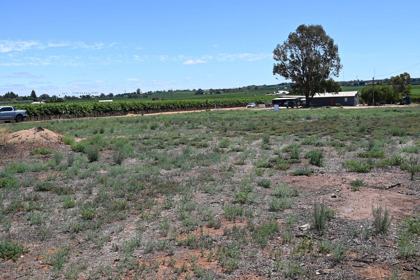 Lot 52 Blake Road, Waikerie SA 5330, Image 2