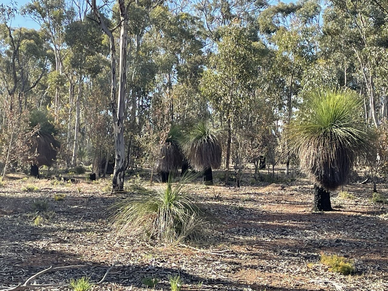 Rural in 200 Gumley Road, BAKERS HILL WA, 6562