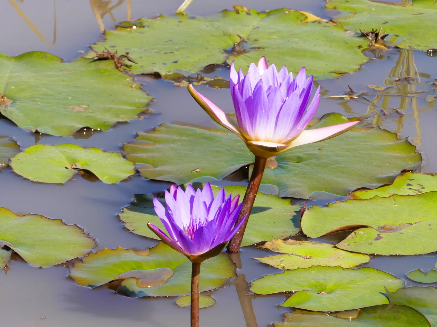 Additional image 23 of 'Langley' 344 Clarke Creek Road, Dulacca QLD 4425