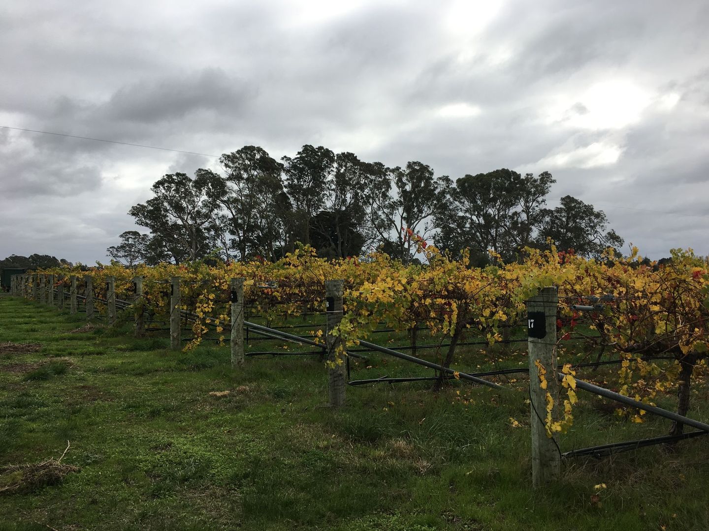 112 Old Comaum Road, Coonawarra SA 5263, Image 2