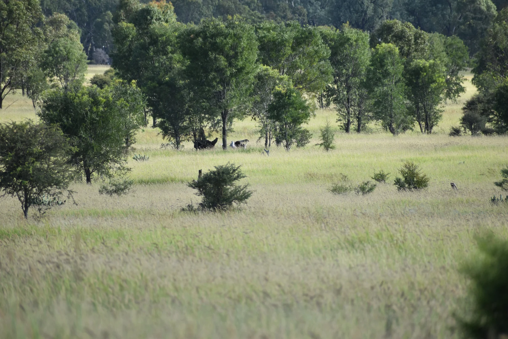 Additional image 10 of 5074 Alpha Tambo Road, Alpha QLD 4724