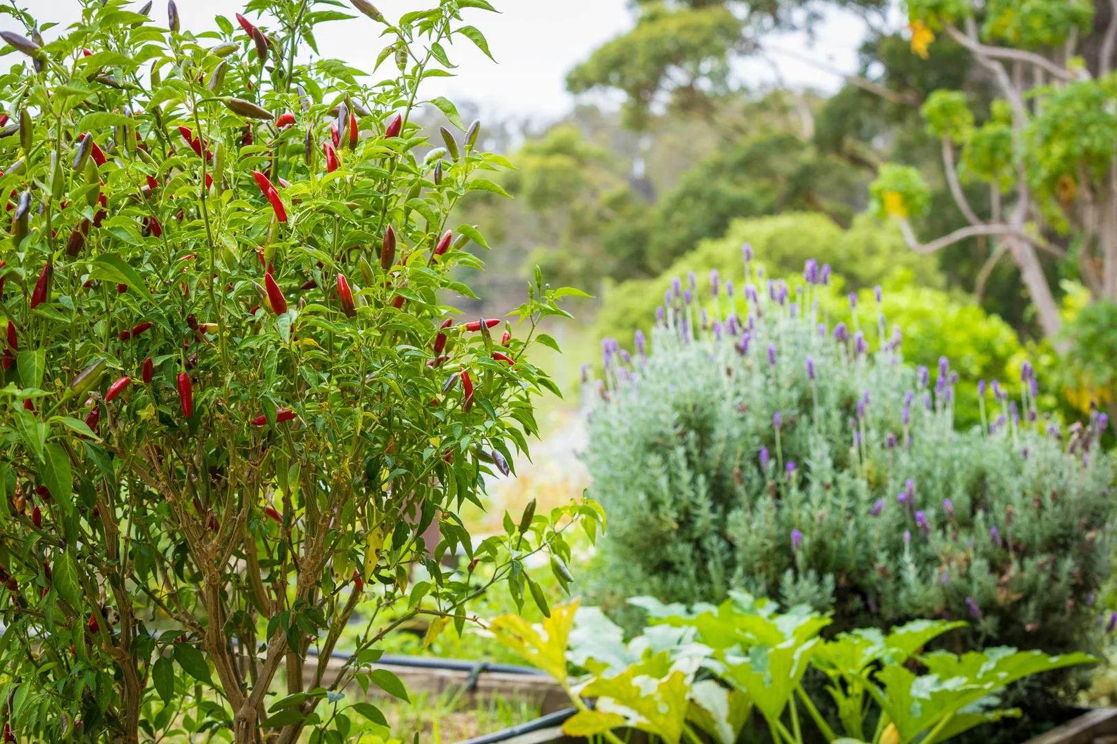 Additional image 23 of 286 Bald Hills Road, Bald Hills NSW 2549