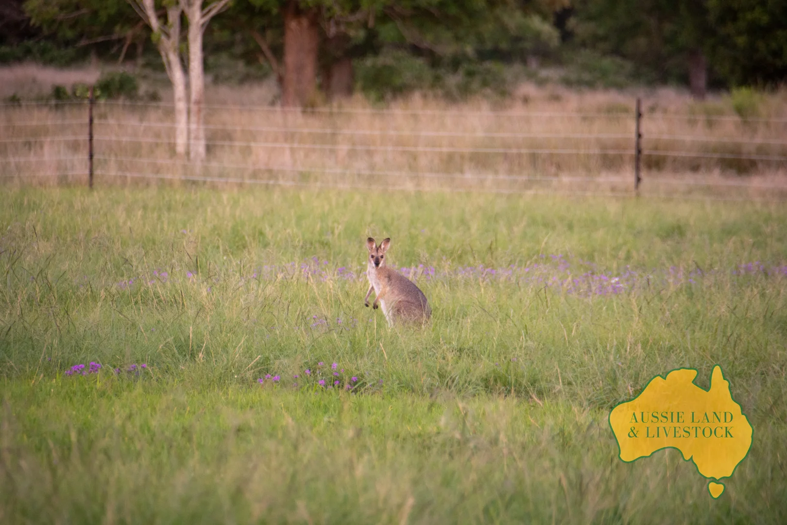 Image 32