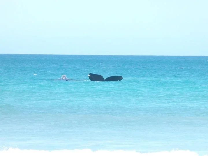 Additional image 16 of Lot 338 South Terrace, Fowlers Bay SA 5690