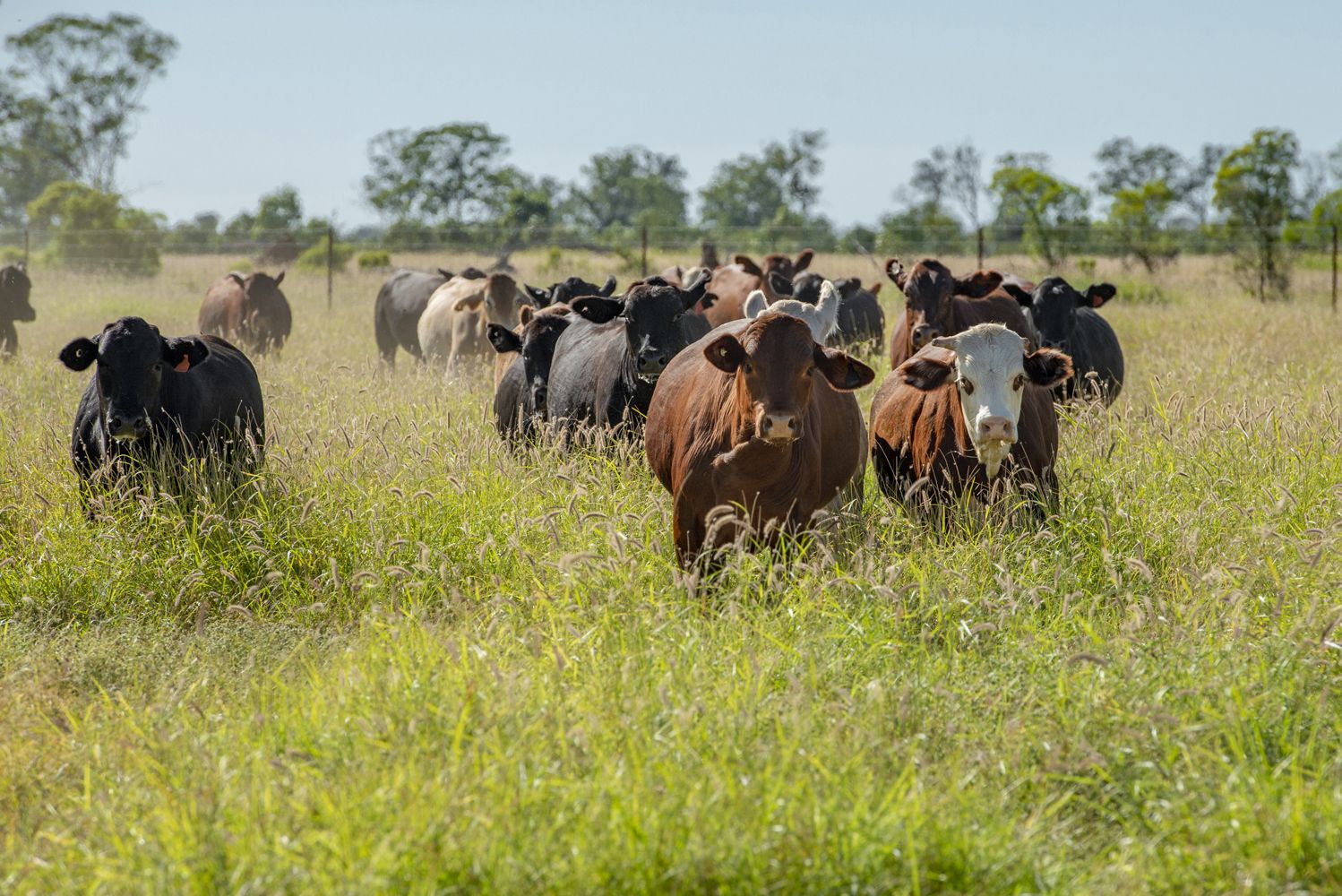 Roma QLD 4455, Image 0