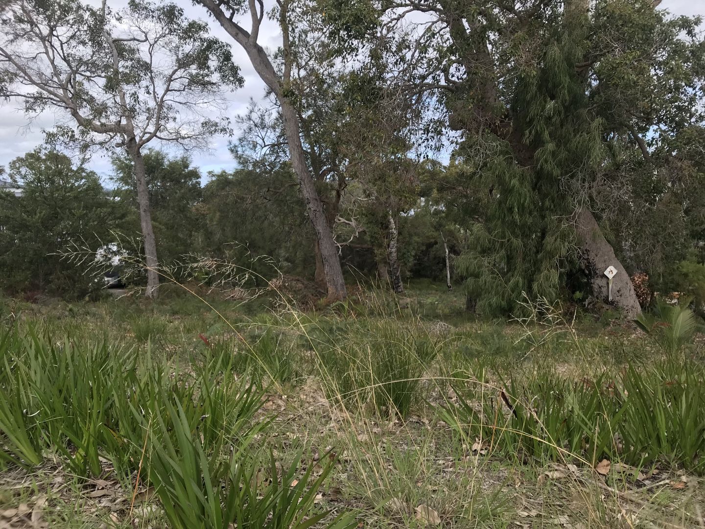 51 Karri Street, Walpole WA 6398 Domain