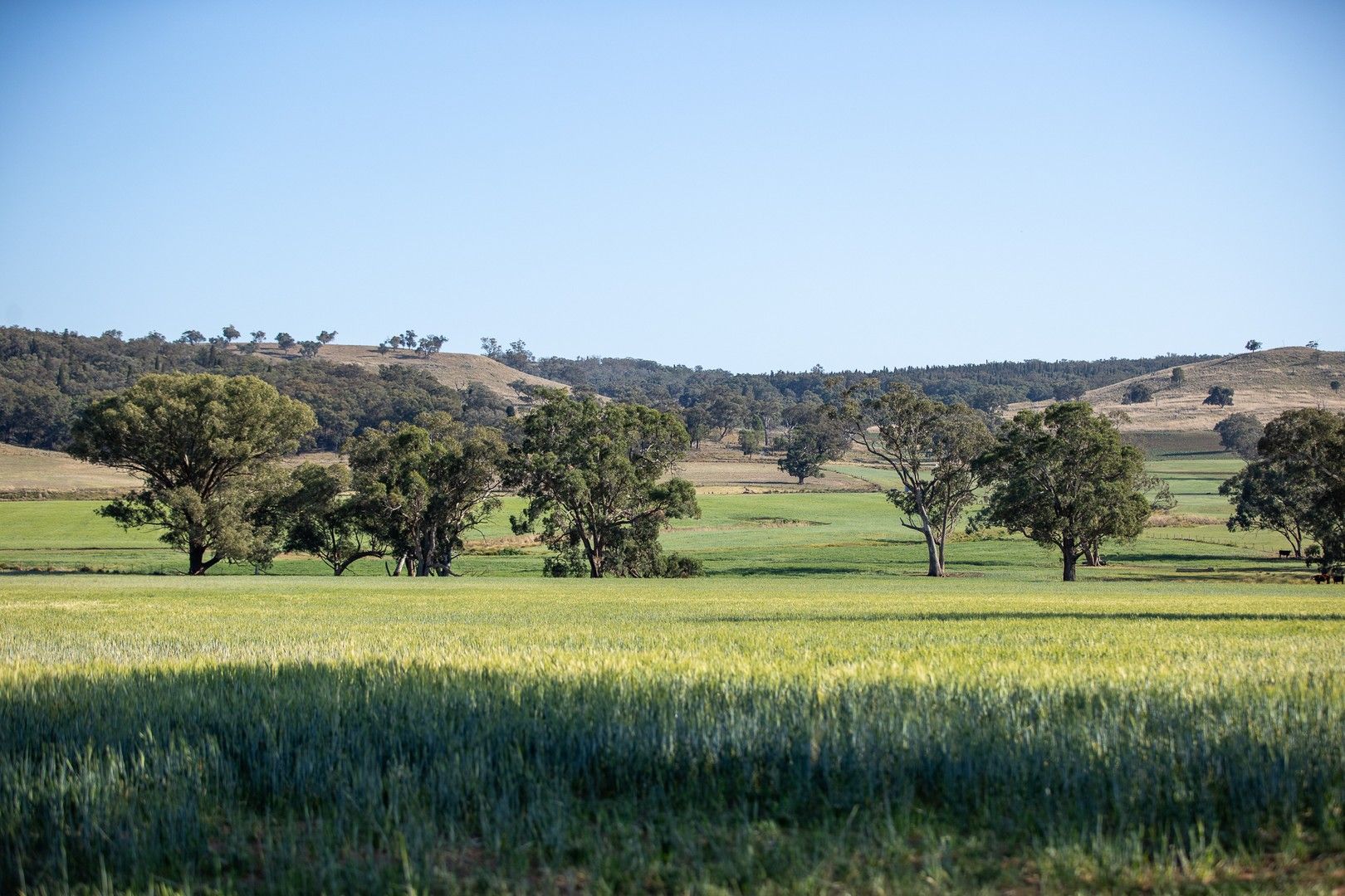 1717 Lockerbie Road, Dunedoo NSW 2844 House for Sale Domain