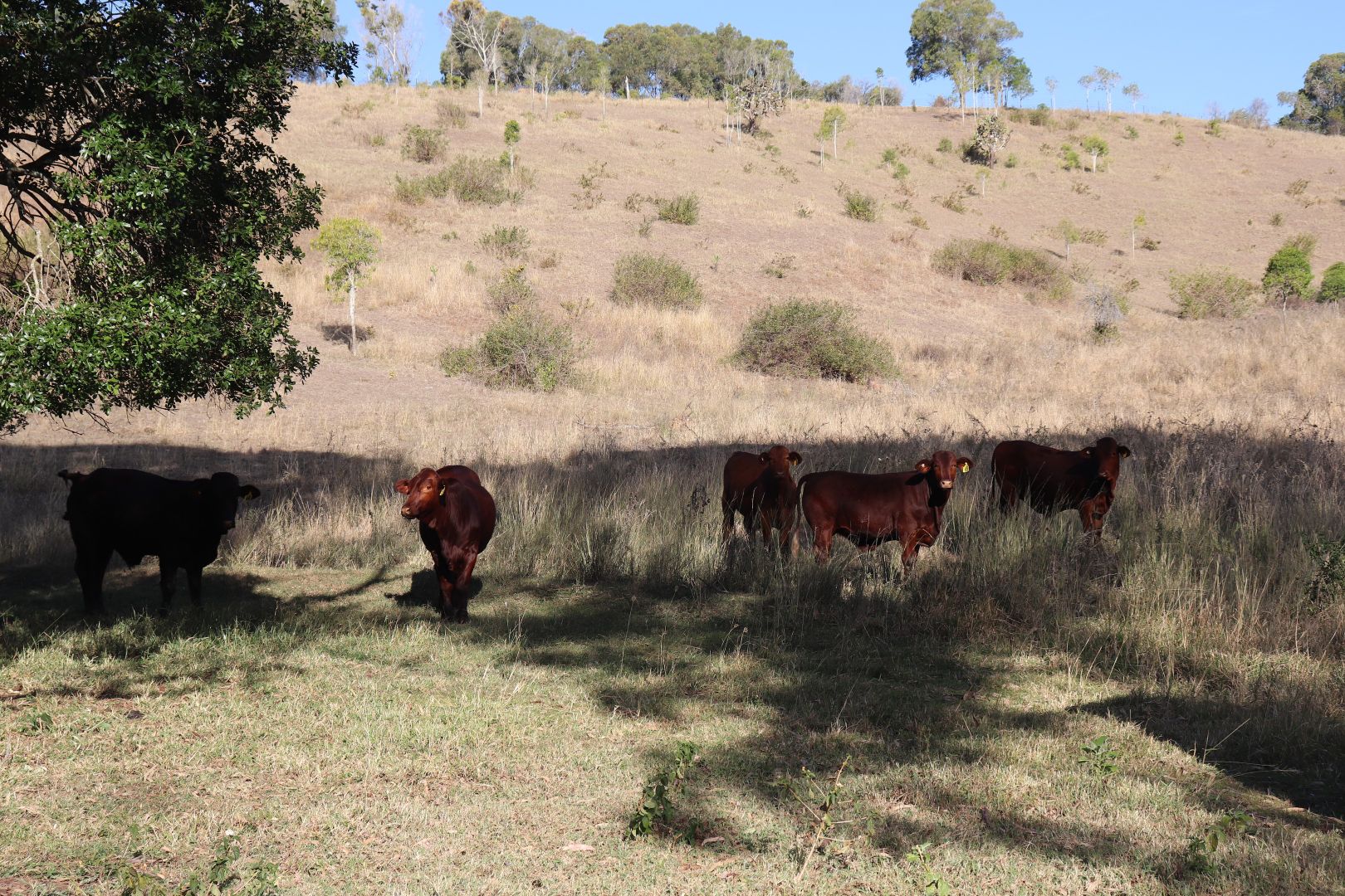 571 Daniels Road, Tablelands QLD 4605 House for Sale 875,000
