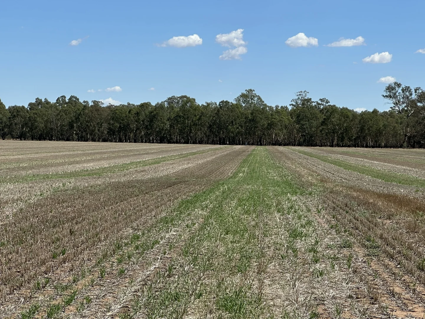 Additional image 14 of 1501 Howlong-Goombargana Road, Brocklesby NSW 2642
