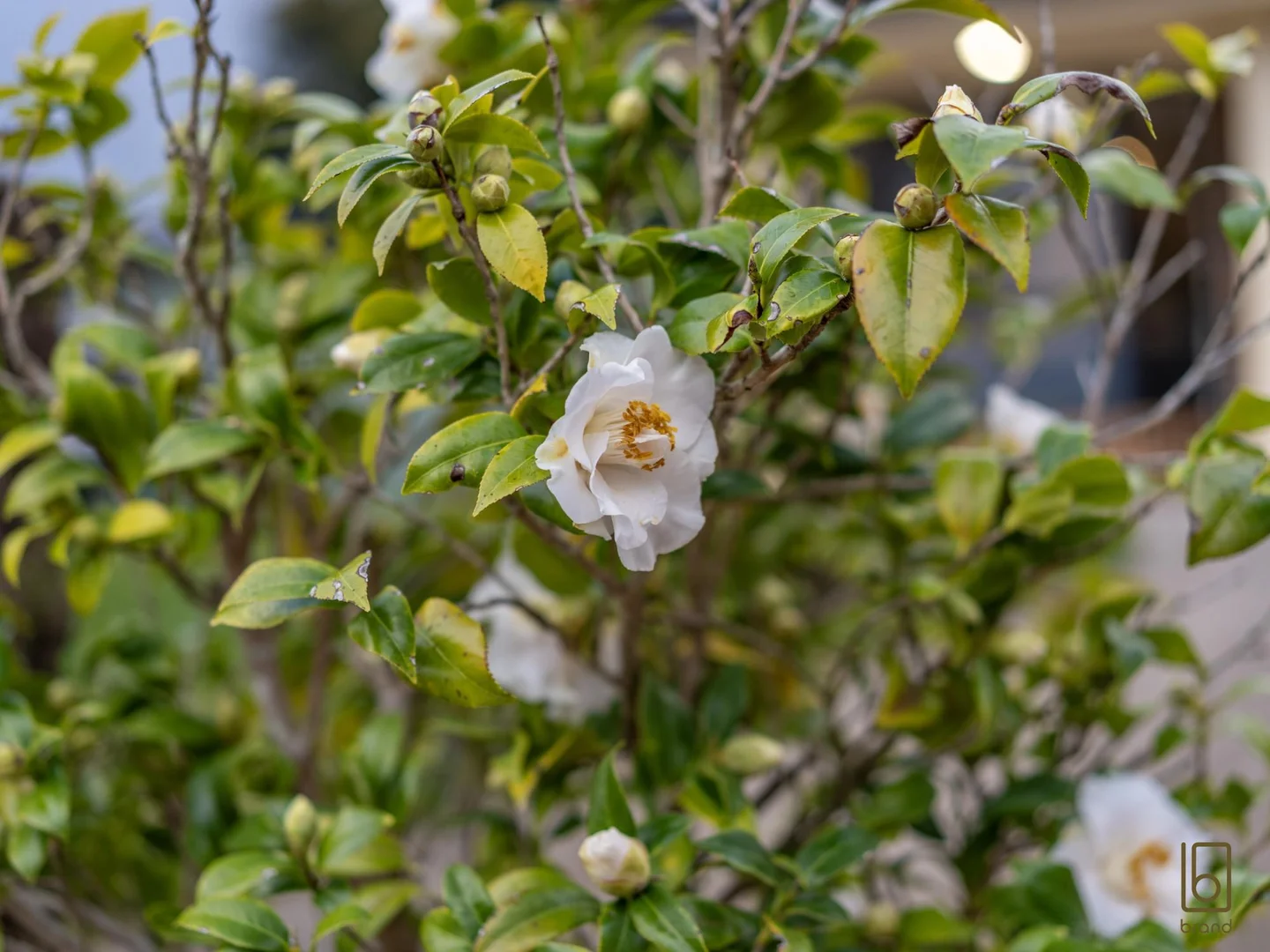 Image 17