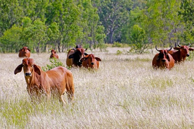 Picture of 53390 Burnett Highway, BOULDERCOMBE QLD 4702