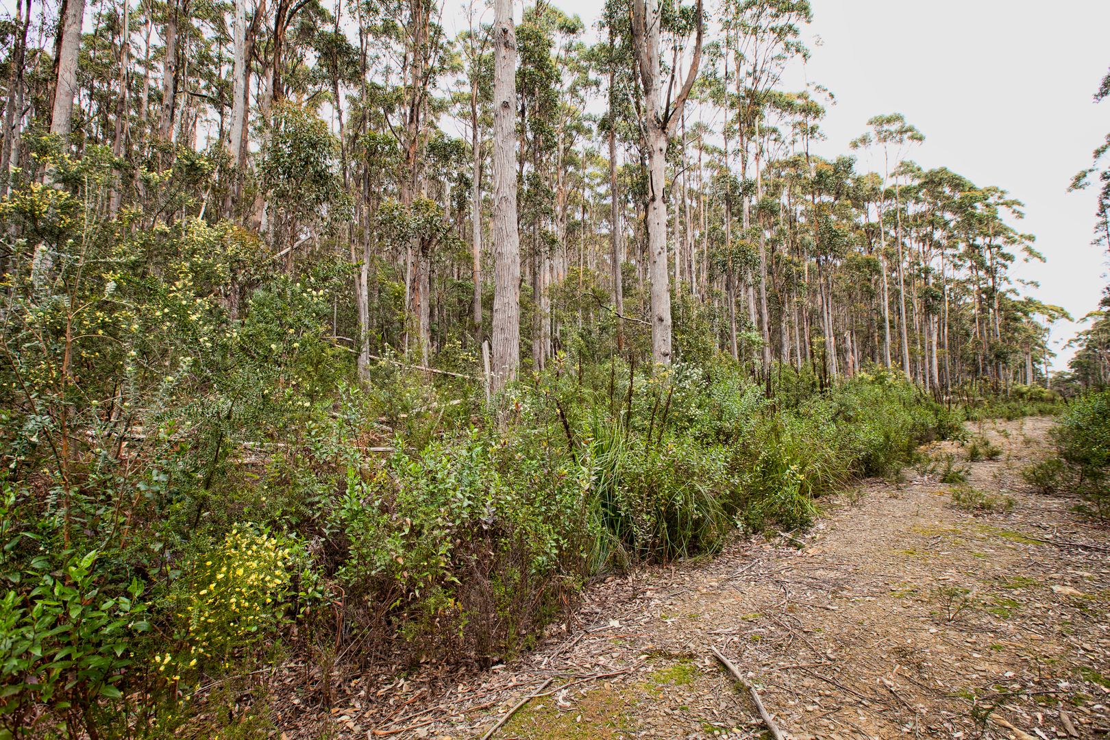 Stormlea TAS 7184, Image 2