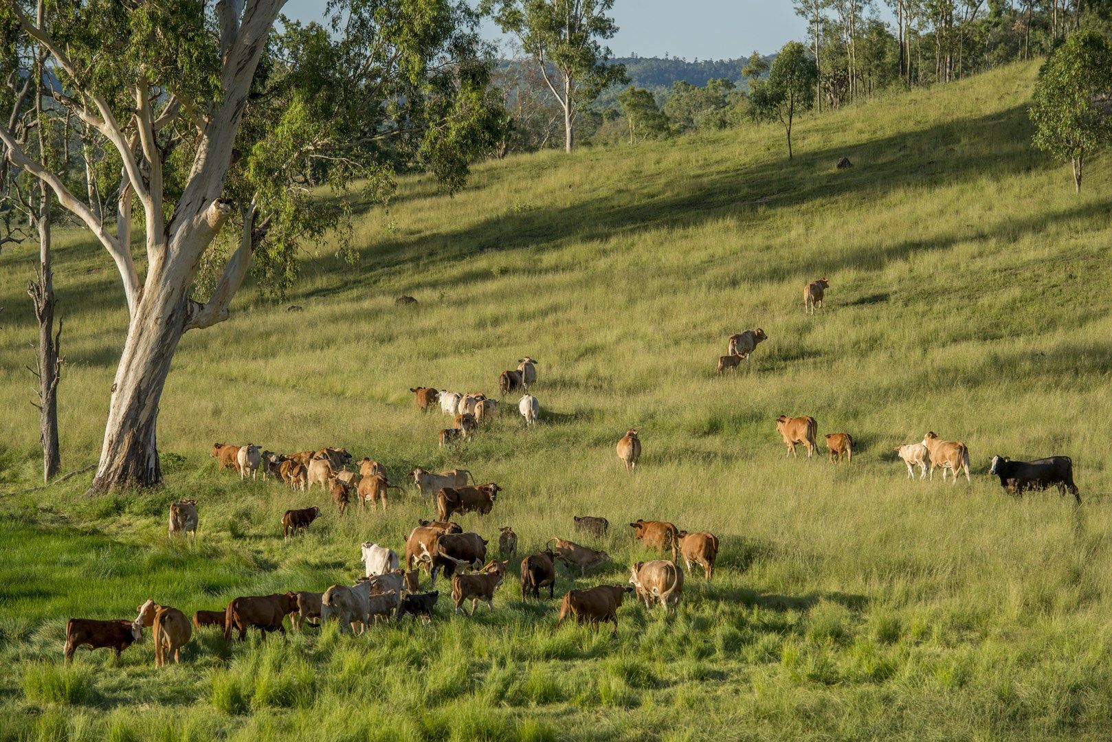 Galloway Downs 193 Macaulay Road, Tansey QLD 4601, Image 0