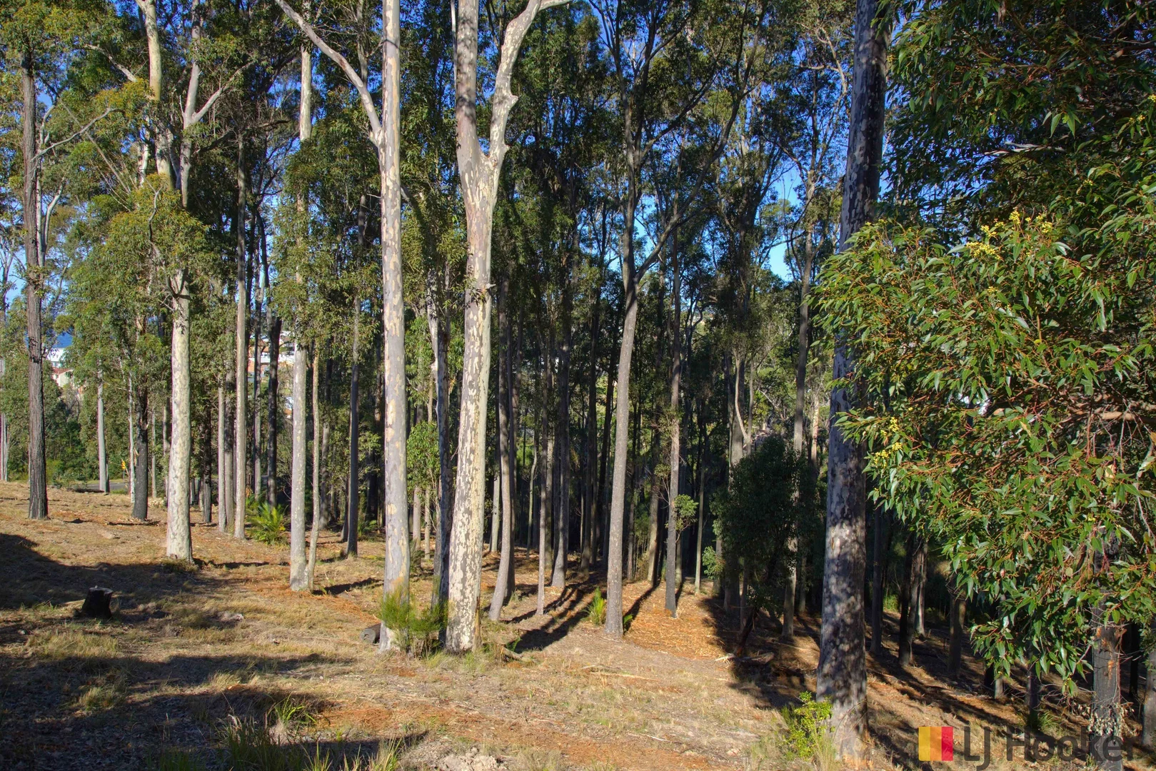 Image 12