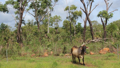 Picture of Acacia Hills NT 0822, ACACIA HILLS NT 0822