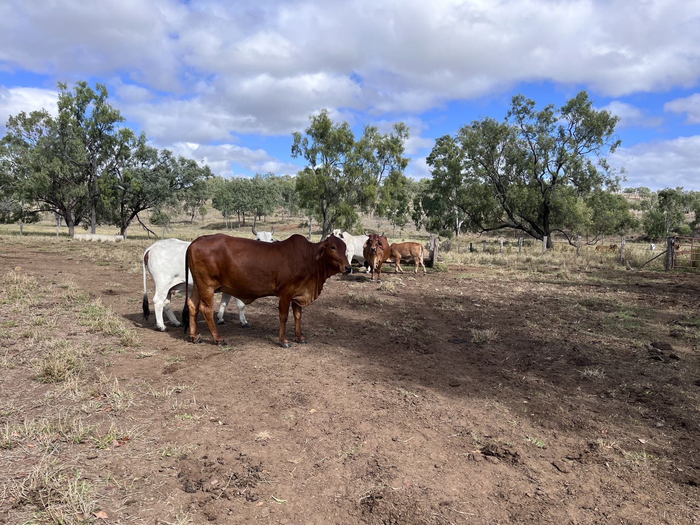 Corner of Halls Road and Thangool Lookerbie Road, Thangool QLD 4716