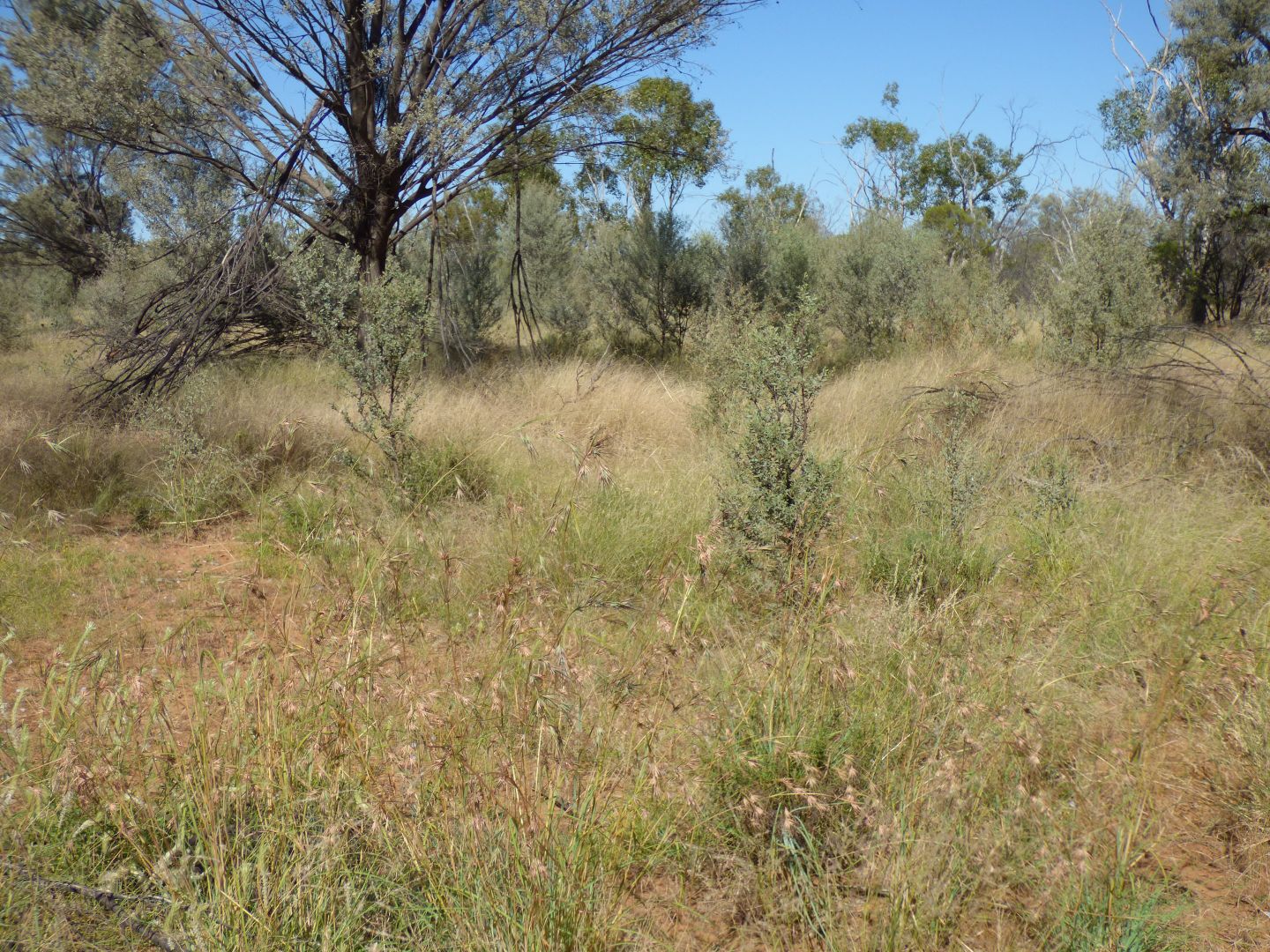 'OUIDA' 9142 Adavale Road, Langlo QLD 4470, Image 1