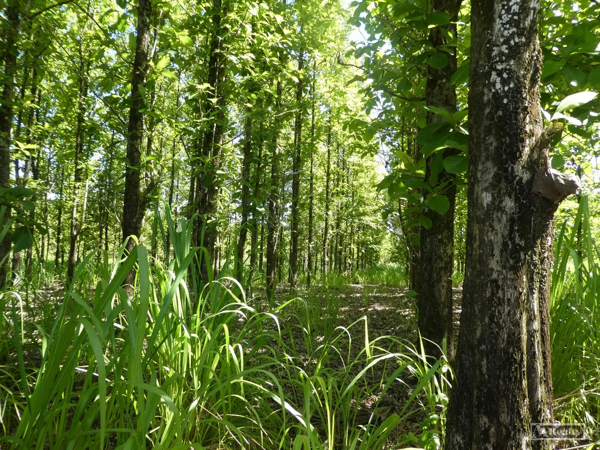 Image 10
