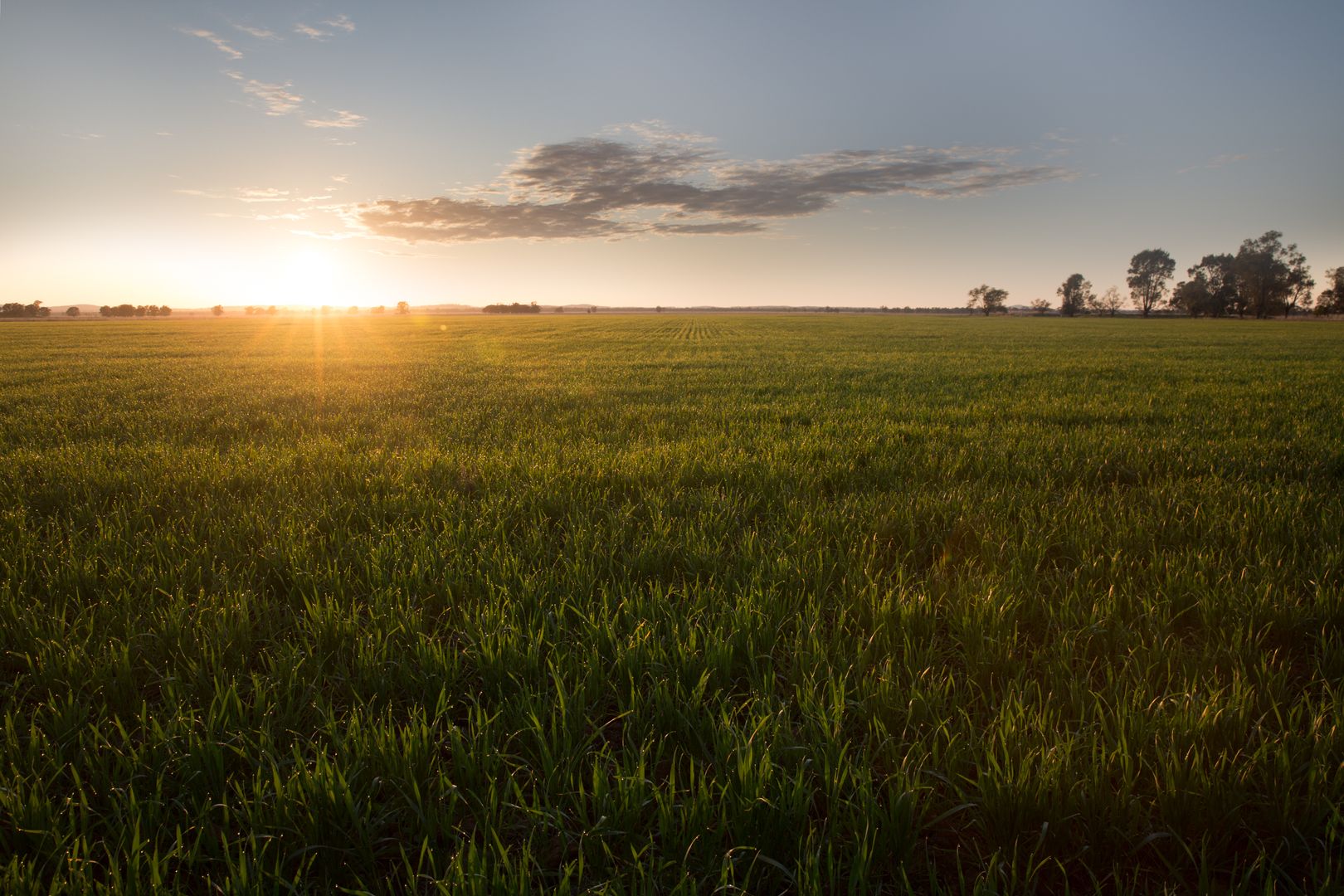 . "Lilydale", West Wyalong NSW 2671, Image 1