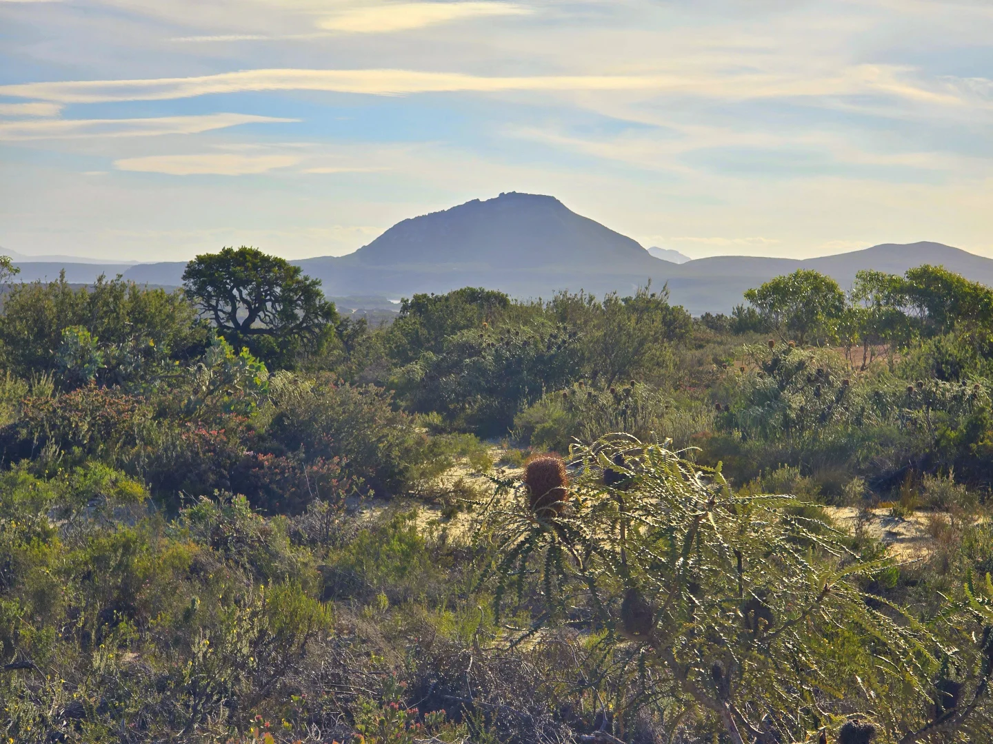 Additional image 26 of 139 Lechenaulita Drive, Hopetoun WA 6348