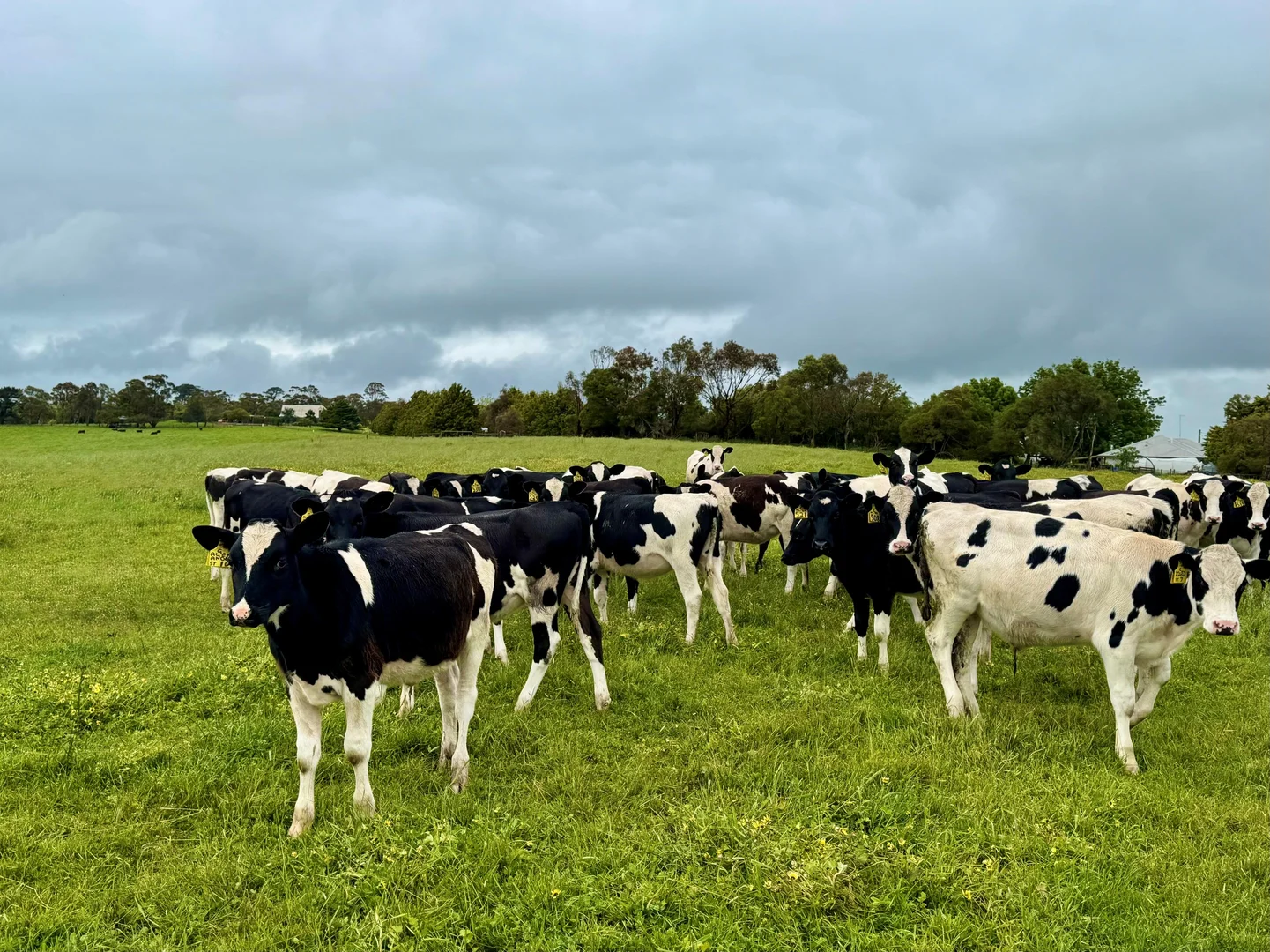 Additional image 8 of . Naroghid Road, Camperdown VIC 3260