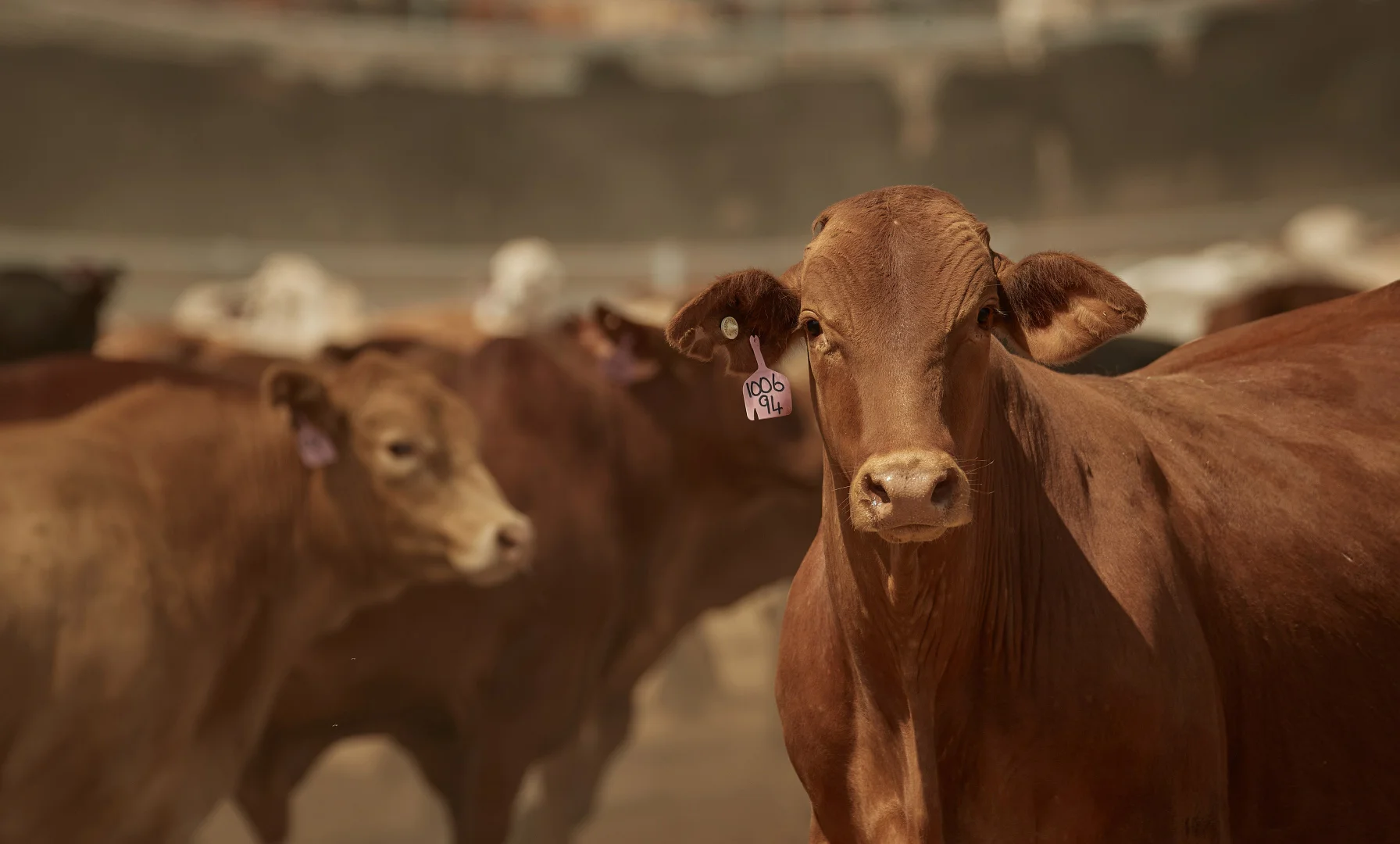 Additional image 14 of Proston QLD 4613