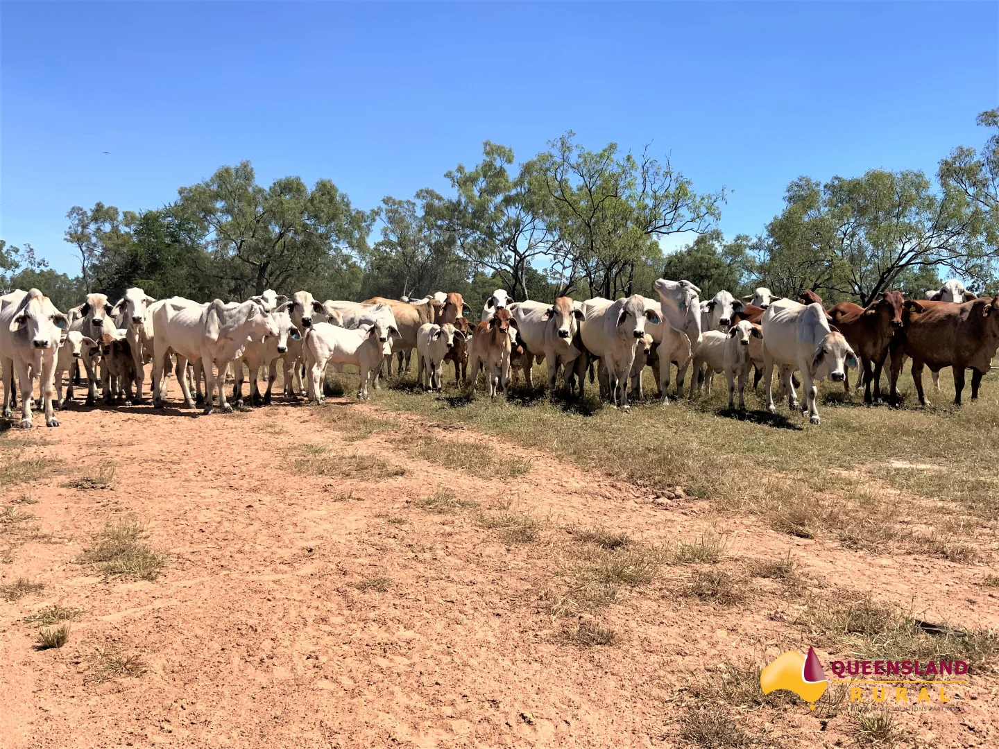 Additional image 19 of Normanton QLD 4890